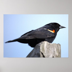 Red-winged Blackbird Photo Poster