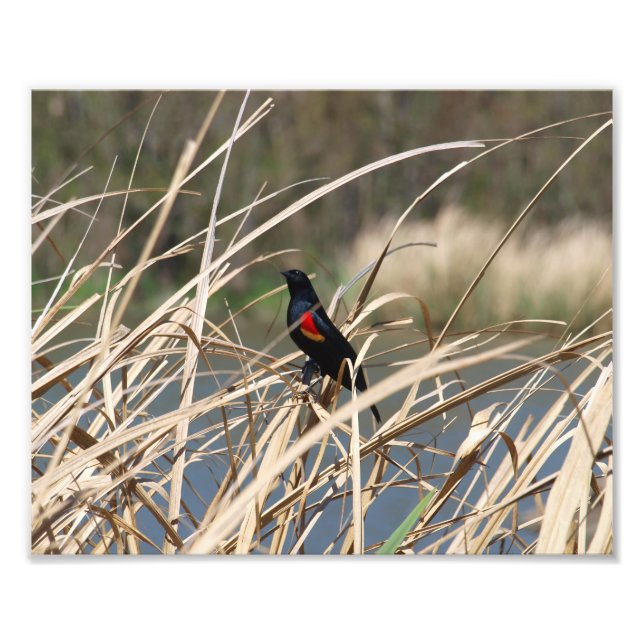 Red-Winged Blackbird Photo Print (Front)