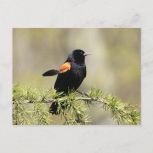 Red Winged Blackbird Postcard