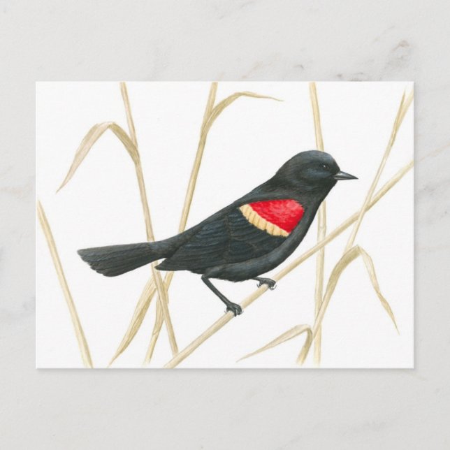Red-Winged Blackbird Postcard (Front)