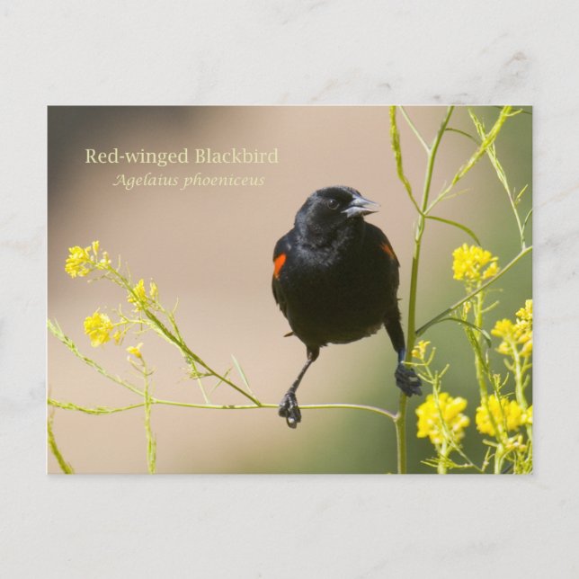 Red-winged Blackbird Postcard (Front)
