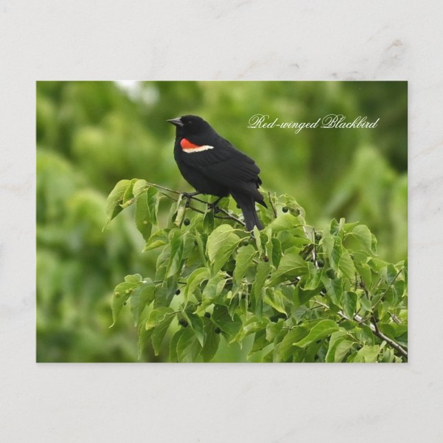 Red-winged Blackbird Postcard (Front)