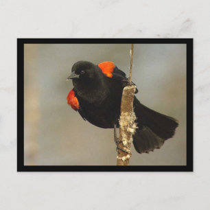 Red-winged Blackbird Postcard