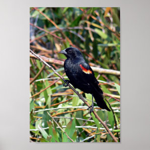 Red-winged blackbird poster