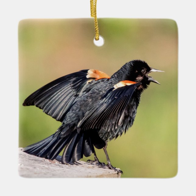 Red Winged Blackbird Singing Ceramic Ornament (Front)