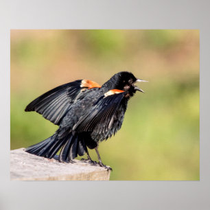 Red Winged Blackbird Singing Poster