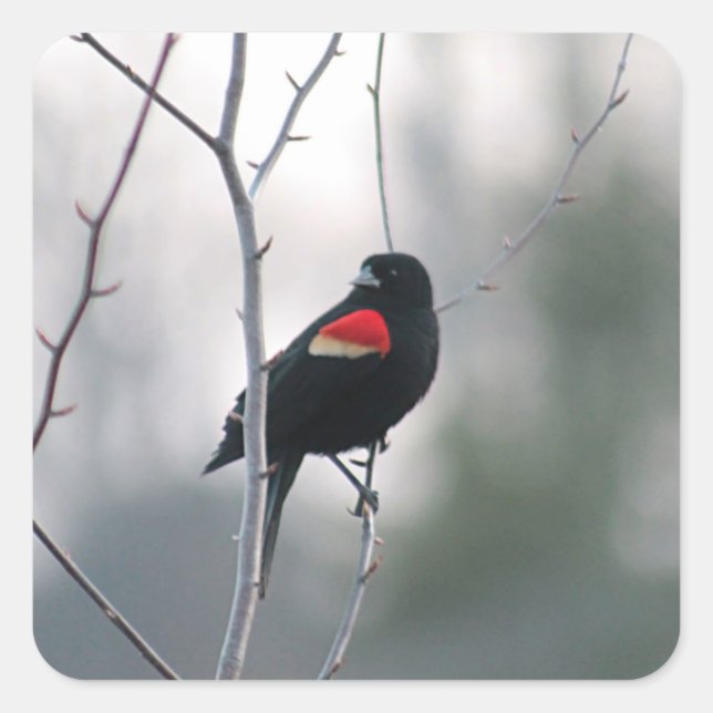 Red-winged blackbird square sticker (Front)