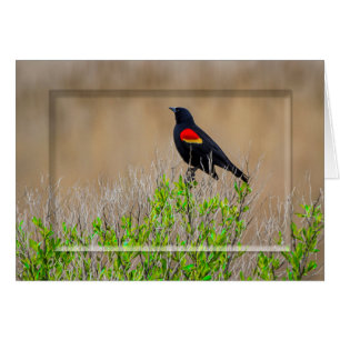 Red-winged blackbird - WETLANDS COLLECTION - Blank