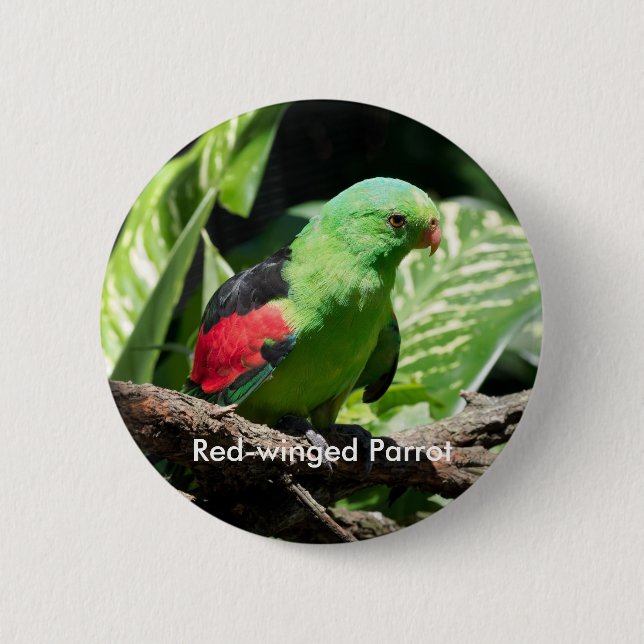 Red-winged Parrot on Tree Limb 2 Inch Round Button (Front)