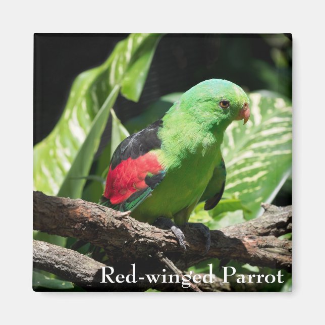 Red-winged Parrot on Tree Limb Magnet (Front)