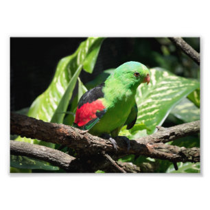 Red-winged Parrot on Tree Limb Photo Print