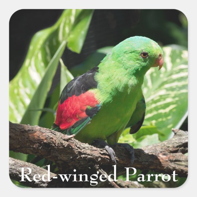 Red-winged Parrot on Tree Limb Square Sticker (Front)