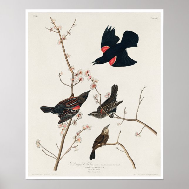 Red winged Starling, or Marsh Blackbird by Audubon Poster (Front)