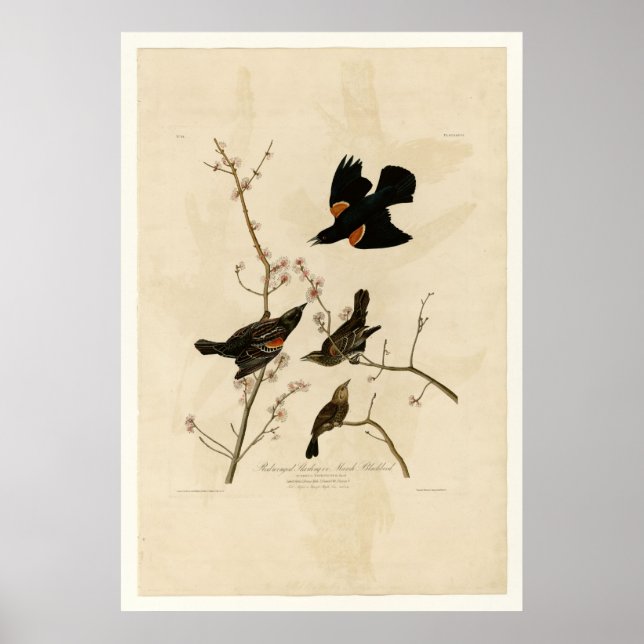 Red winged Starling Poster (Front)