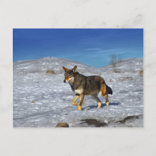 Red Wolf February 2011 Postcard