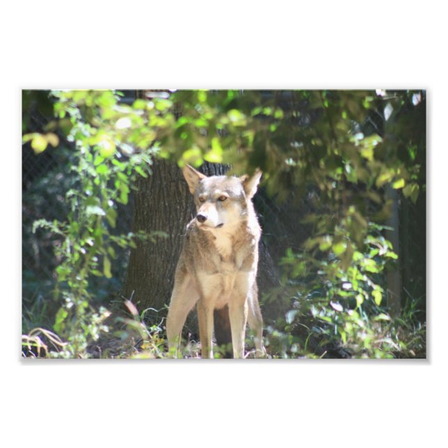 Red Wolf Photo Print (Front)