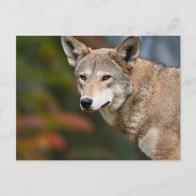 Red Wolf Postcard (Front)