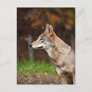 Red Wolf Postcard