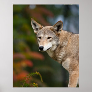 Red Wolf Poster