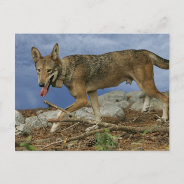 Red Wolf Pup Postcard (Front)