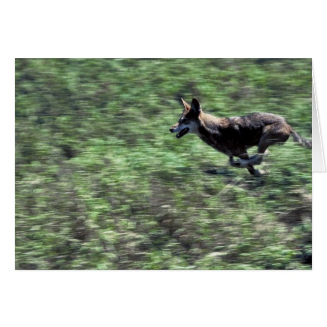 Red Wolf (running) (Front Horizontal)