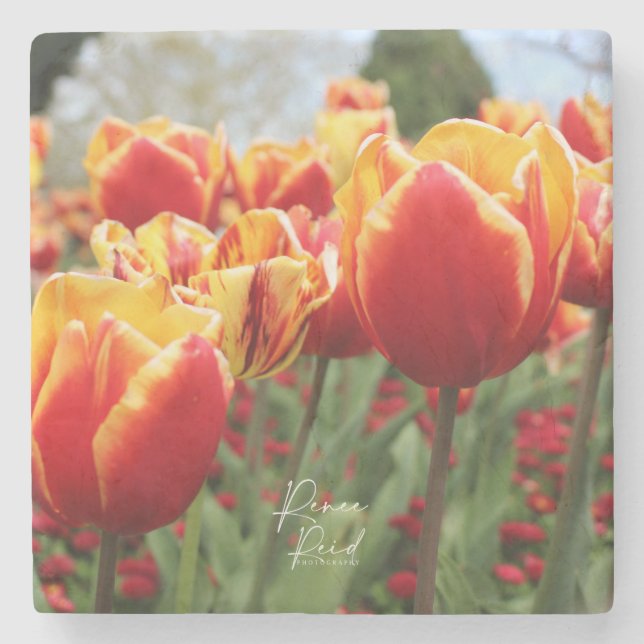 Red /Yell Tulips Stone Coaster (Front)