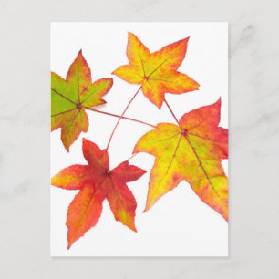 Red yellow and green autumn leaves postcard
