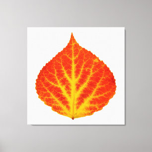 Red & Yellow Aspen Leaf #10 Canvas Print