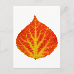 Red & Yellow Aspen Leaf #10 Postcard