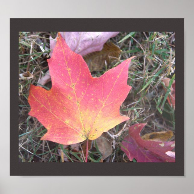 Red Yellow Autumn Leaf Poster (Front)