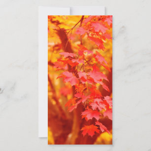 RED YELLOW AUTUMN LEAVES FALL MAPLE NATURE BEAUTY