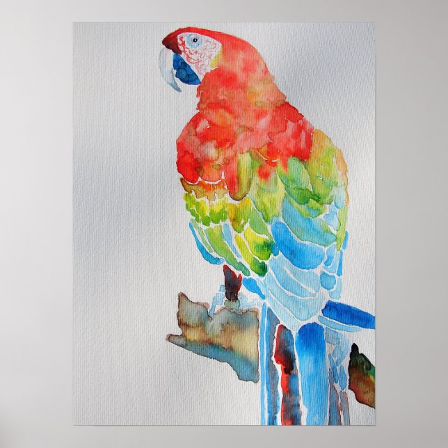 Red Yellow Blue Macaw Parrot Watercolor Poster (Front)