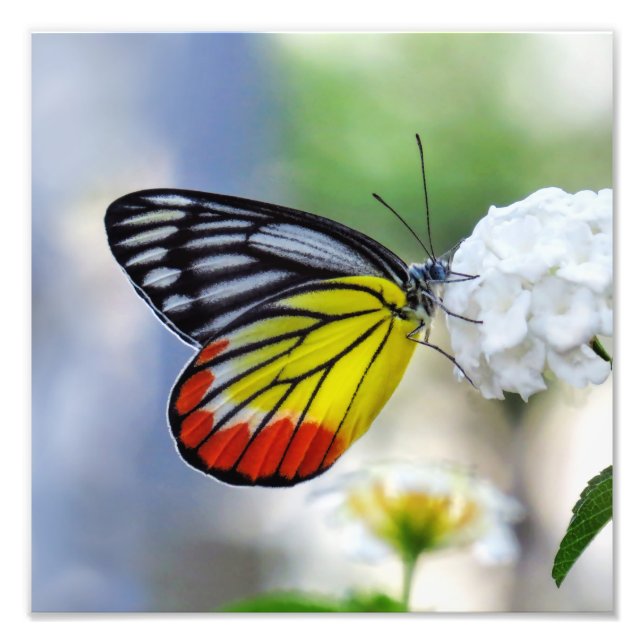 Red yellow butterfly Painted Jezebel Photo Print (Front)