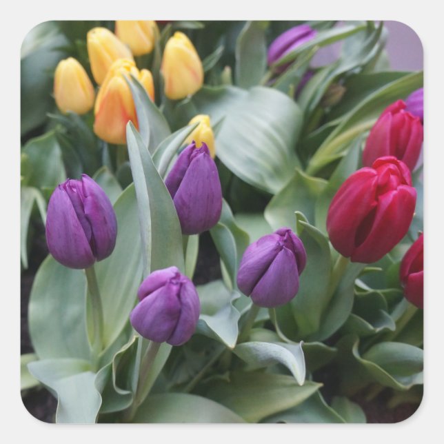 Red, Yellow & Purple Tulips Stickers (Front)