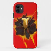 red yellow tulip