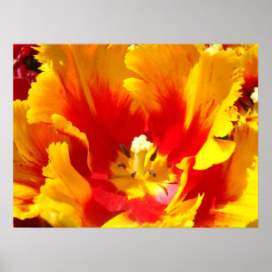 Red Yellow Tulip Flower Fine Art Prints Floral