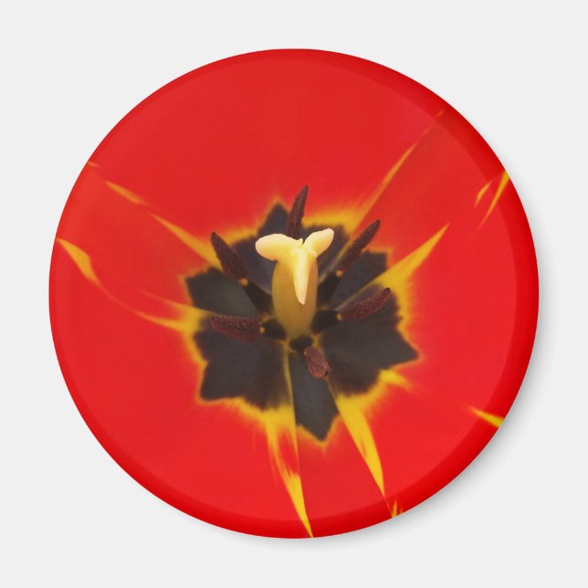 red yellow tulip magnet (Front)