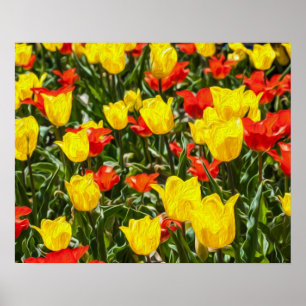 Red & Yellow Tulips Poster