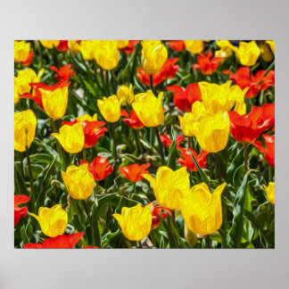 Red & Yellow Tulips Poster