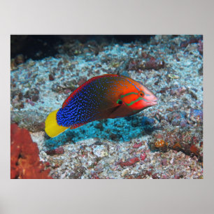 Red/Yellowtail Coris Poster