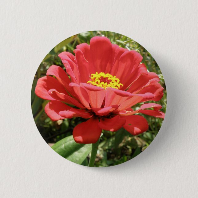 Red Zinnia Button (Front)