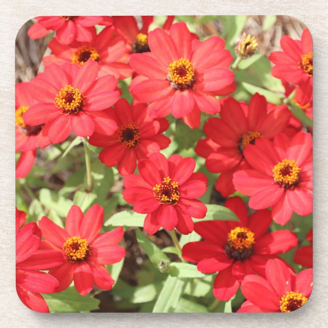 Red Zinnia Flower Coaster (Front)