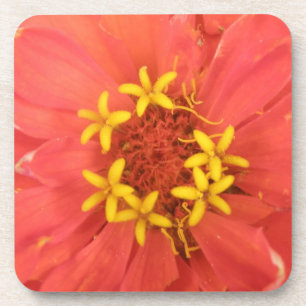 Red Zinnia Macro Cork Coaster
