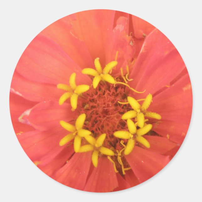Red Zinnia Macro Stickers (Front)