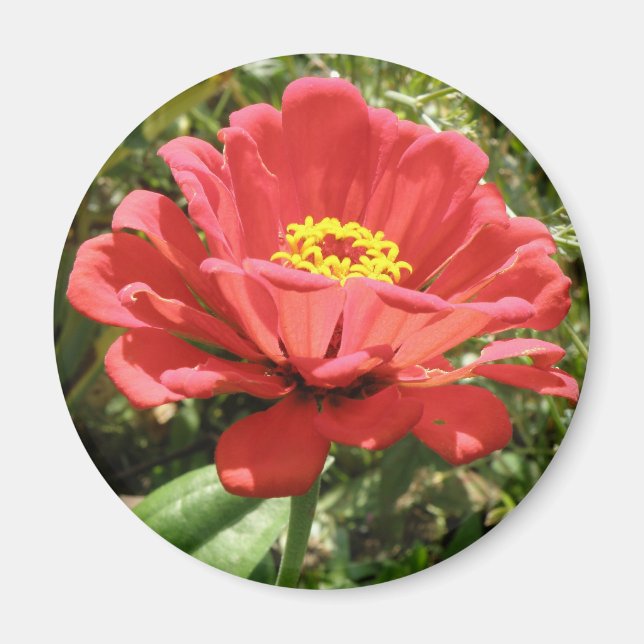 Red Zinnia Magnet (Front)