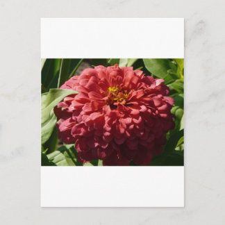 red zinnia postcard