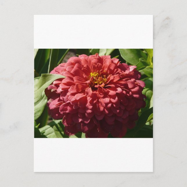 red zinnia postcard (Front)