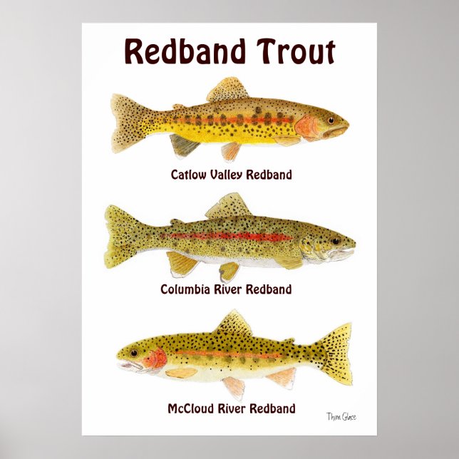 Redband Trout Poster (Front)