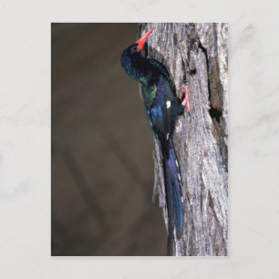 Redbilled Wood Hoopoe Postcard