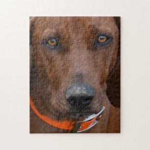 Redbone Coonhound Been Digging Jigsaw Puzzle